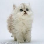 White-Kitten-Display-Picture
