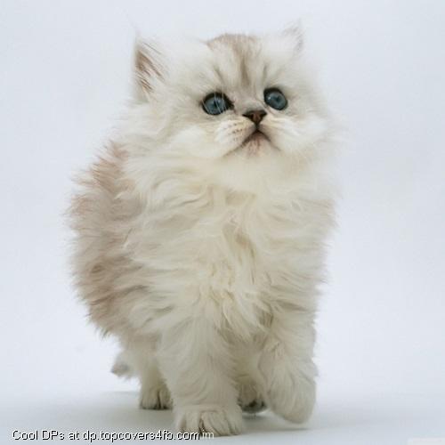 White-Kitten-Display-Picture