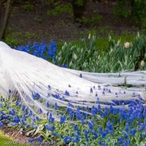 White-Peacock-Tail-Display-Picture