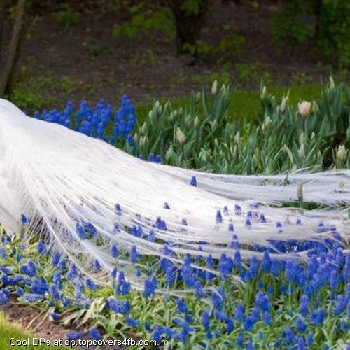 White-Peacock-Tail-Display-Picture