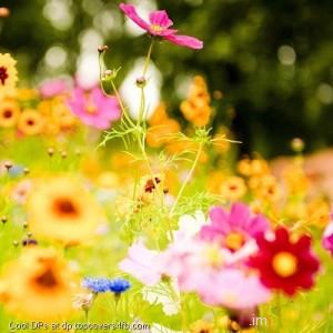 Yellow-Colorful-Flowers-Display-Picture