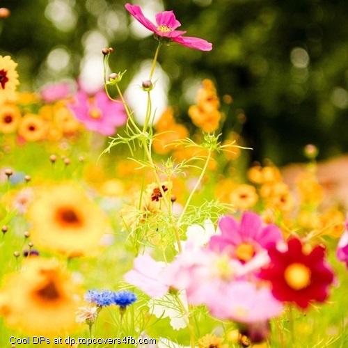 Yellow-Colorful-Flowers-Display-Picture