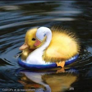 Yellow-Duckling-Display-Picture