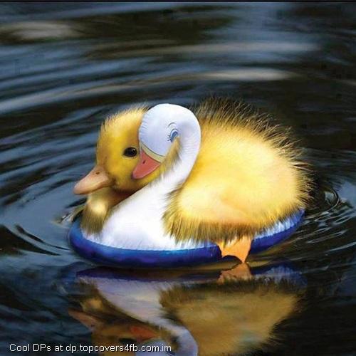Yellow-Duckling-Display-Picture