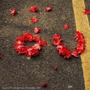 Autumn-Love-Leaves-Display-Picture