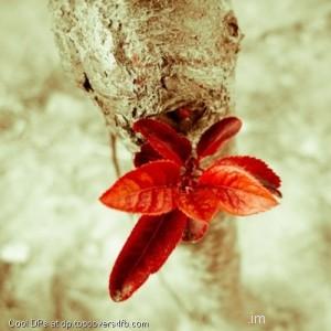 Beautiful-Red-Leaves-Display-Picture