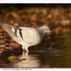 Black-Pigeon-Display-Picture