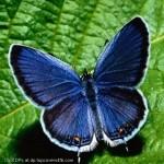 Blue-Butterfly-Display-Picture