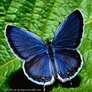Blue-Butterfly-Display-Picture