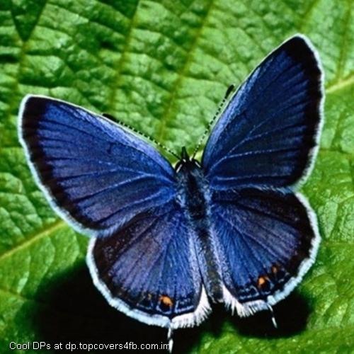 Blue-Butterfly-Display-Picture