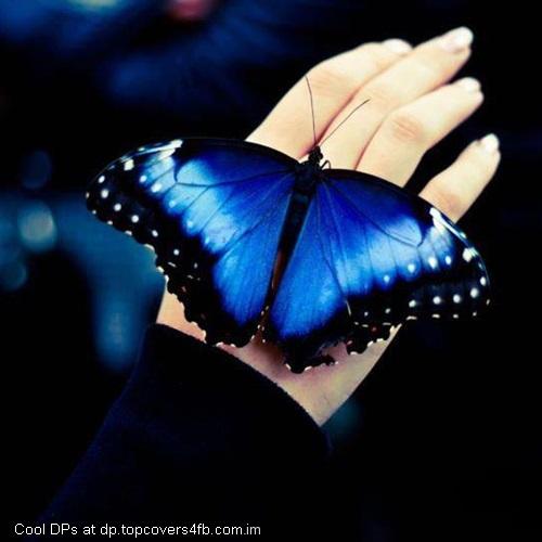 Butterfly-On-Hand-Display-Picture