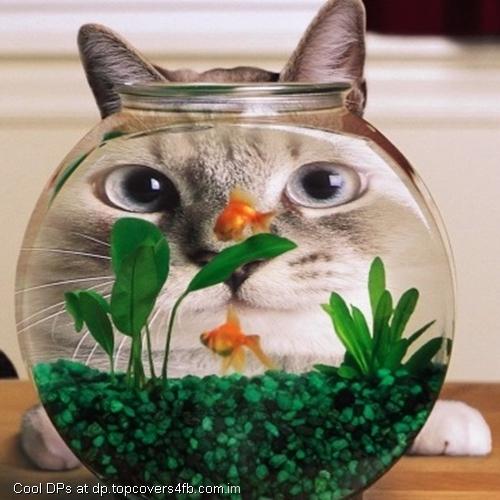 Cat-Behind-The-Acquarium-Display-Picture