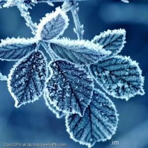 Cold-Winter-Morning-Frost-Leaves-Display-Picture