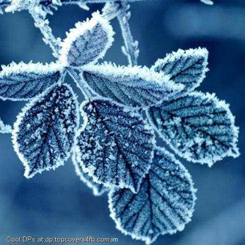 Cold-Winter-Morning-Frost-Leaves-Display-Picture
