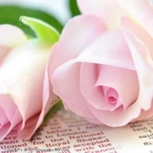 Couple-Love-Roses-Flowers-Display-Picture