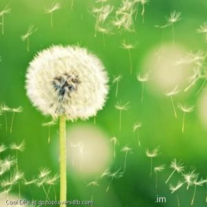 Dandelion-Plant-Flowers-Bokeh-Display-Picture