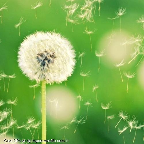 Dandelion-Plant-Flowers-Bokeh-Display-Picture