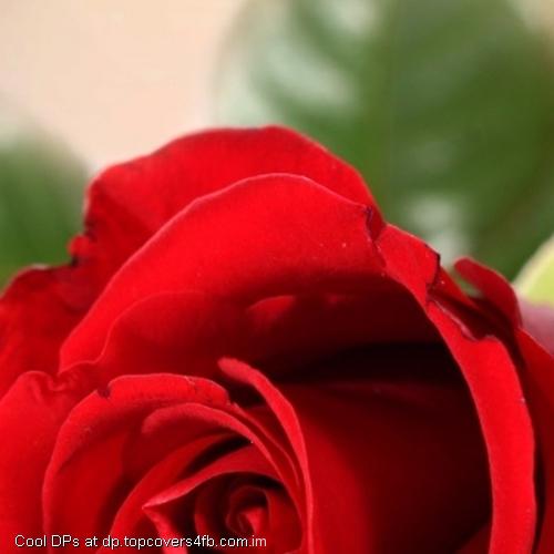 Flower-Rose-Bud-Display-Picture