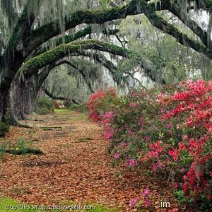 Forest-Leaves-Display-Picture