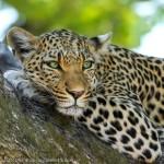 Leopard-Eyes-Display-Picture