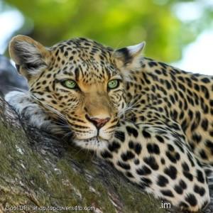 Leopard-Eyes-Display-Picture