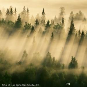 Morning-Forest-Fog-Display-Picture