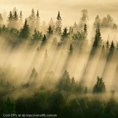 Morning-Forest-Fog-Display-Picture