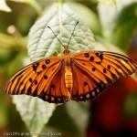 Orange-Butterfly-Insects-Display-Picture