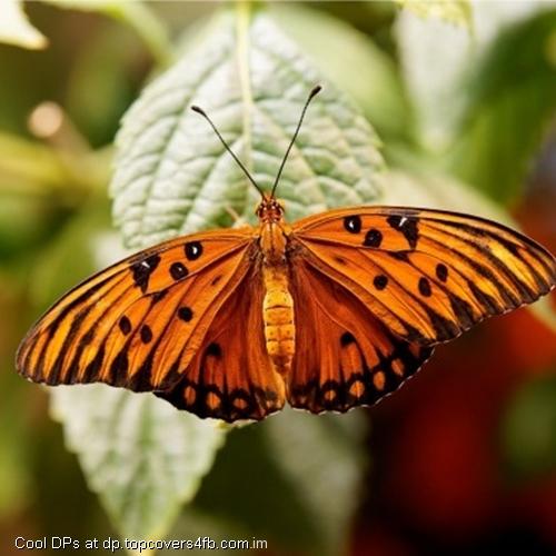 Orange-Butterfly-Insects-Display-Picture