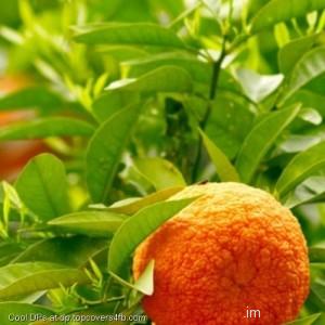 Oranges-Fruits-And-Leaves-Display-Picture