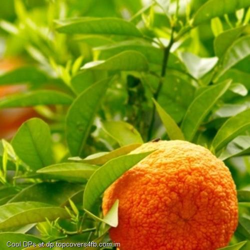 Oranges-Fruits-And-Leaves-Display-Picture