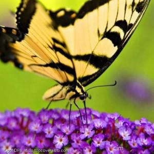 Purple-Flower-Butterfly-Display-Picture