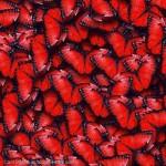 Red-Butterflies-Heart-Display-Picture