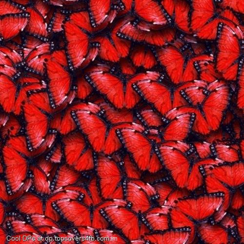 Red-Butterflies-Heart-Display-Picture
