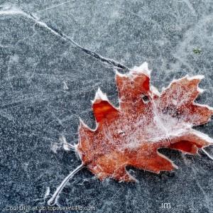 Snowy-Leave-Display-Picture