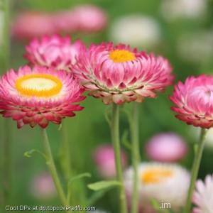 Summer-Flower-Meadow-Display-Picture