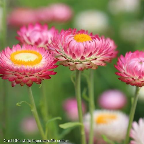 Summer-Flower-Meadow-Display-Picture