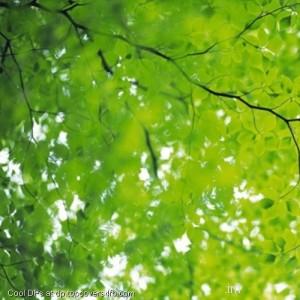 Summer-Green-Leaf-Display-Picture