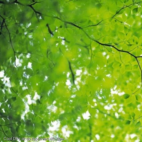Summer-Green-Leaf-Display-Picture