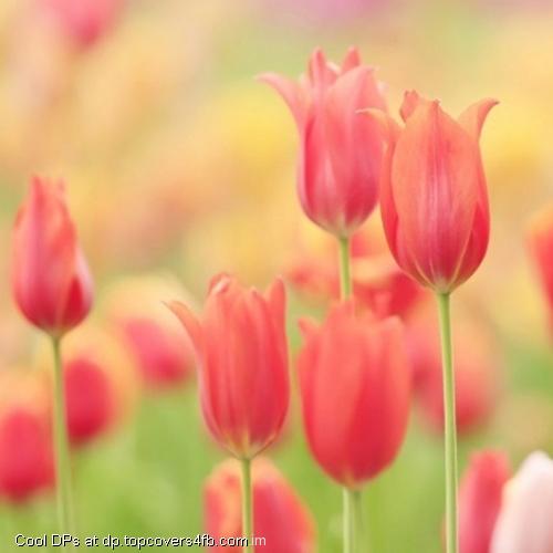 Tulips-Field-Meadow-Nature-Display-Picture