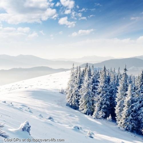 Winter-Hill-Forest-Display-Picture