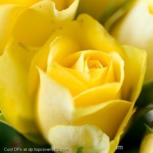 Yellow-Roses-Display-Picture