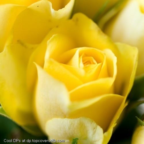 Yellow-Roses-Display-Picture