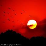 Birds-Red-Sunset-Sky-Flying-Display-Picture