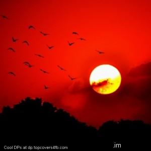 Birds-Red-Sunset-Sky-Flying-Display-Picture