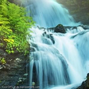 Forest-River-Stream-Ferns-Herbs-Display-Picture