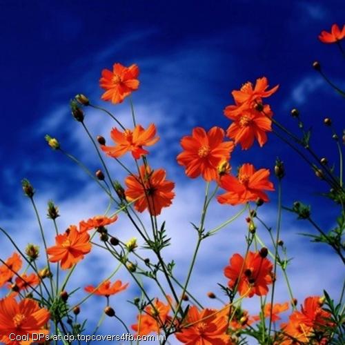 Kosmea-Petals-Clouds-Display-Picture