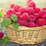 Malinka-Basket-Display-Picture