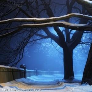 Night-Light-Winter-Display-Picture
