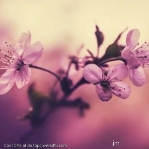 Pink-Cherry-Flowers-Branch-Petals-Display-Picture